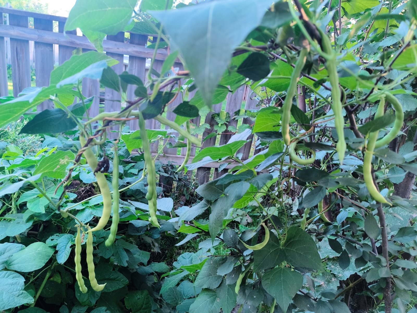 Pole Bean Seeds