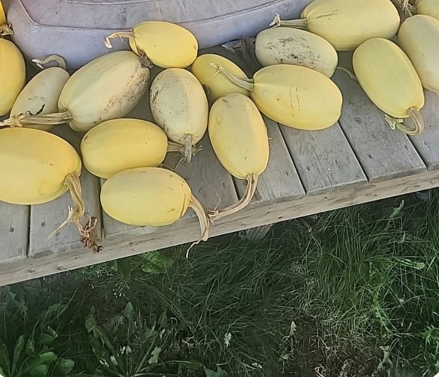Spaghetti Squash