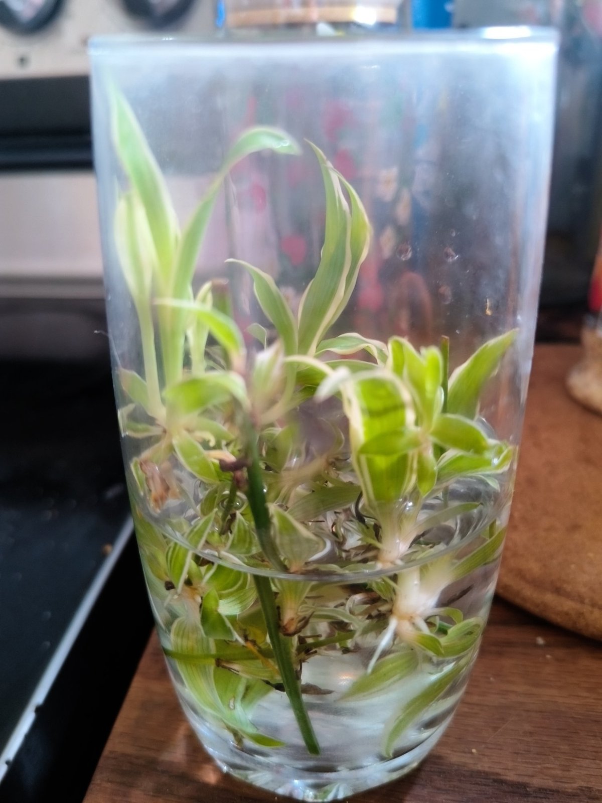 Baby Spider Plants