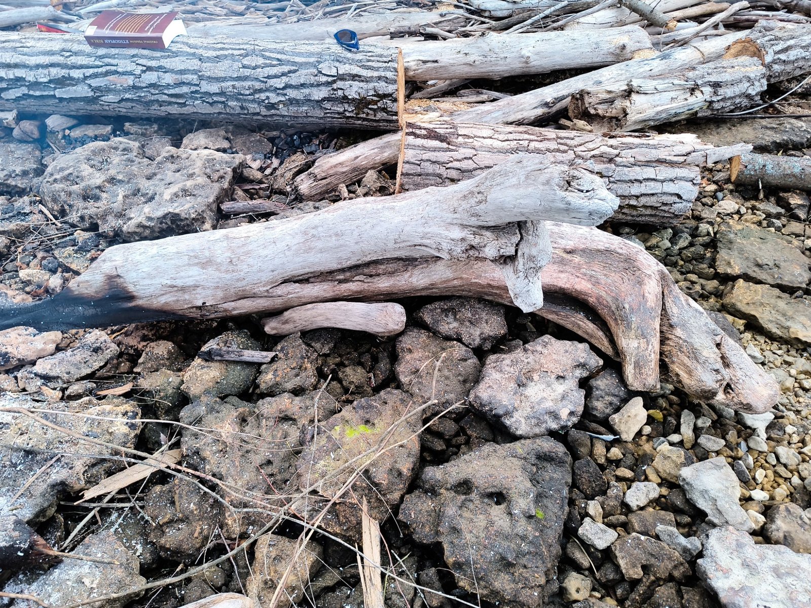 6-Foot Sculptural Shoreline Driftwood